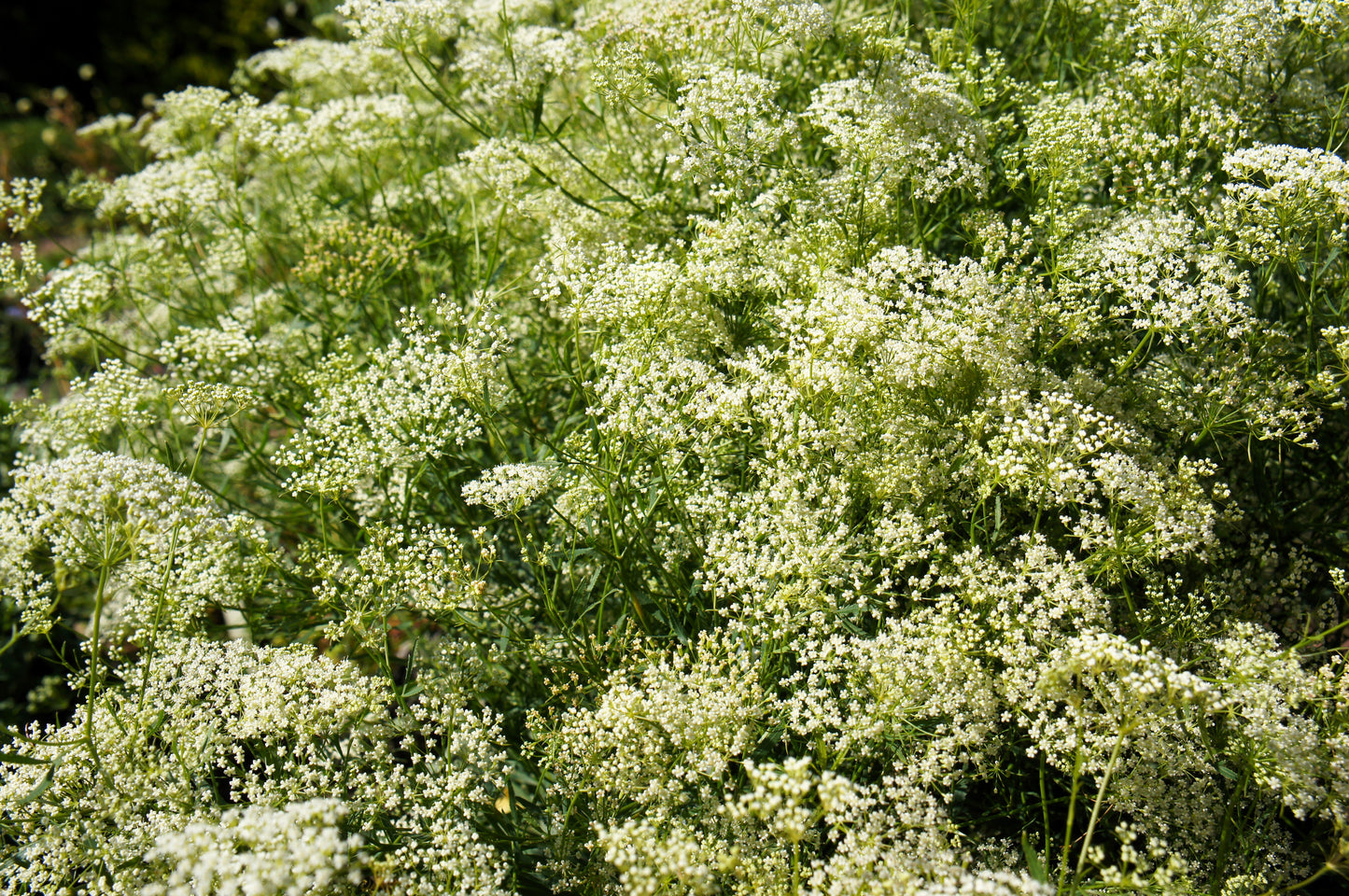 500 WHITE ANISE Pimpinella Anisum HERB Flower Seeds