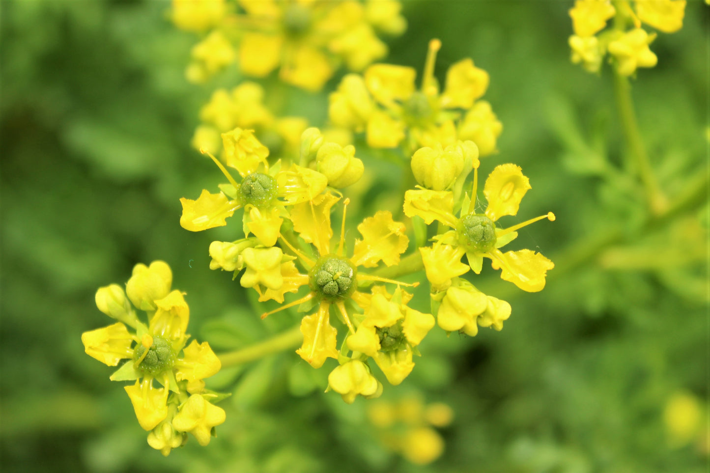 50 YELLOW RUE Herb of Grace Common Ruta Graveolens Fragrant Evergreen Flower Seeds