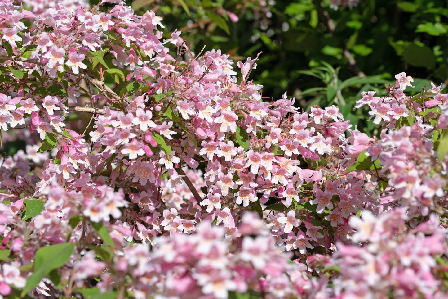 10 BEAUTY BUSH SHRUB Beautybush Kolkwitzia Amabilis Pink & White Flower Red Berry Seeds