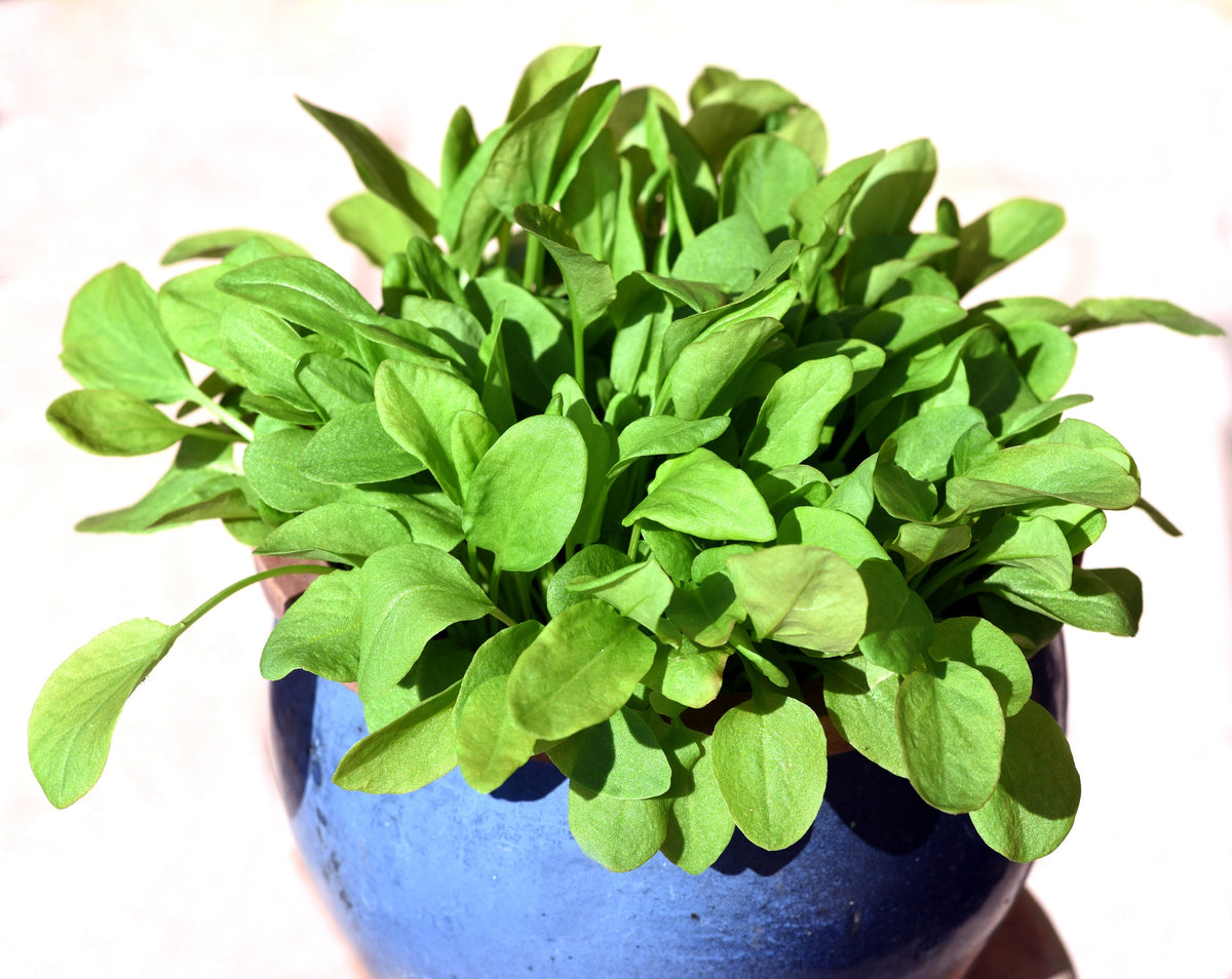 200 LARGE LEAF SORREL (Garden Sorrel / Spinach Dock / Redshank) Rumex Acetosa Herb Vegetable Seeds