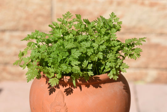 150 GARDEN CHERVIL (Gourmet Parsley) Anthriscus Cerefolium Herb Flower Seeds