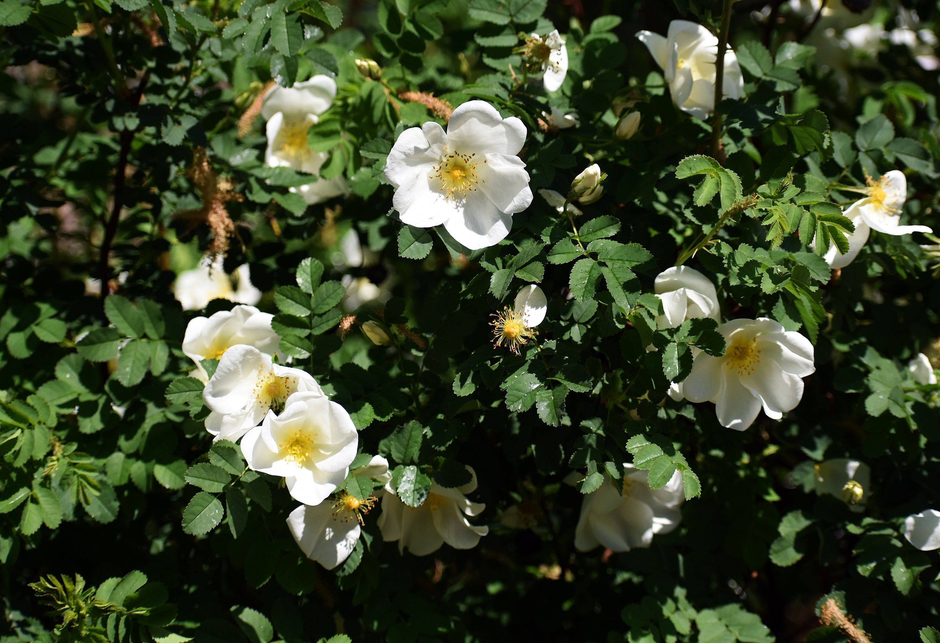 10 WHITE JAPANESE ROSE Rosa Rugosa Alba Bush Rugosa Rose Flower