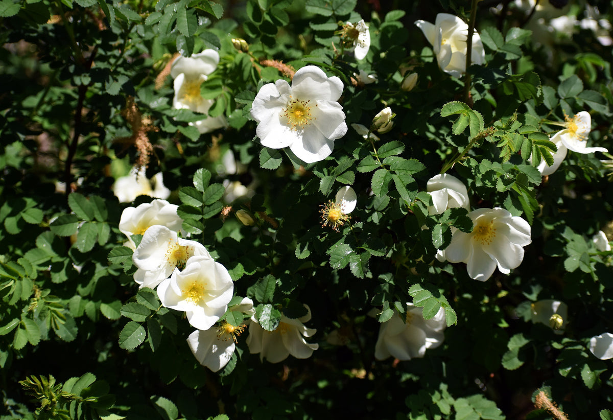 10 WHITE JAPANESE ROSE Rosa Rugosa Alba Bush Rugosa Rose Flower Seeds