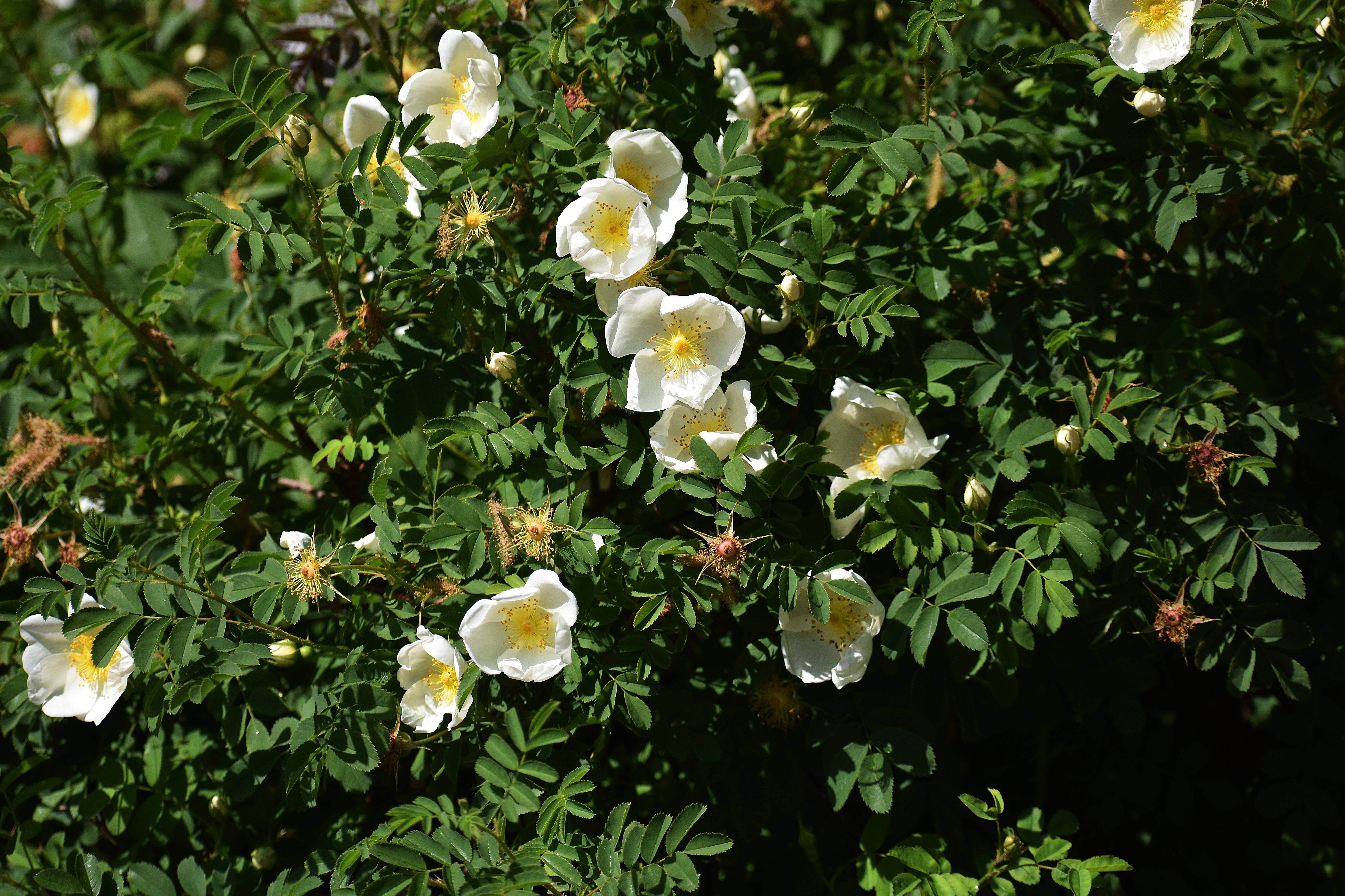10 WHITE JAPANESE ROSE Rosa Rugosa Alba Bush Rugosa Rose Flower