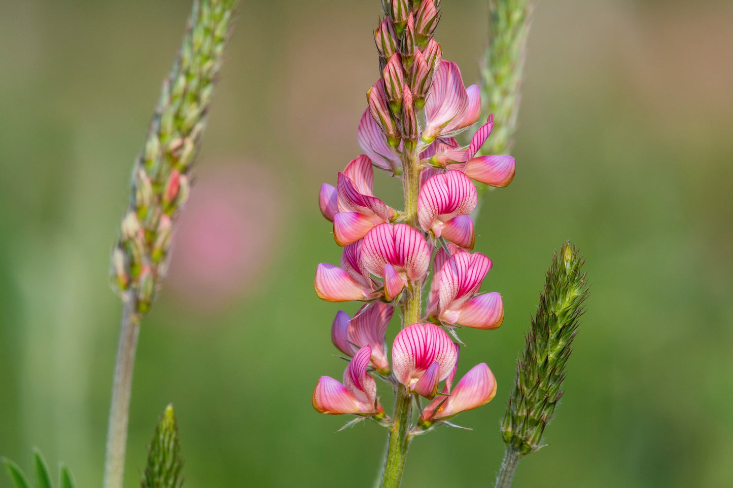 planting sainfoin seed 50 PINK SAINFOIN Common Onobrychis Viciifolia Holy Clover Legume Groun – Seedville USA