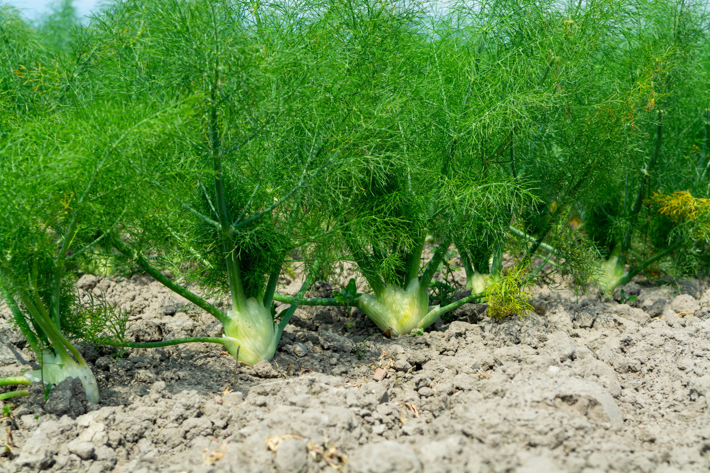 300 SWEET FLORENCE FENNEL Foeniculum Vulgare Azoricum Herb Vegetable Flower Seeds