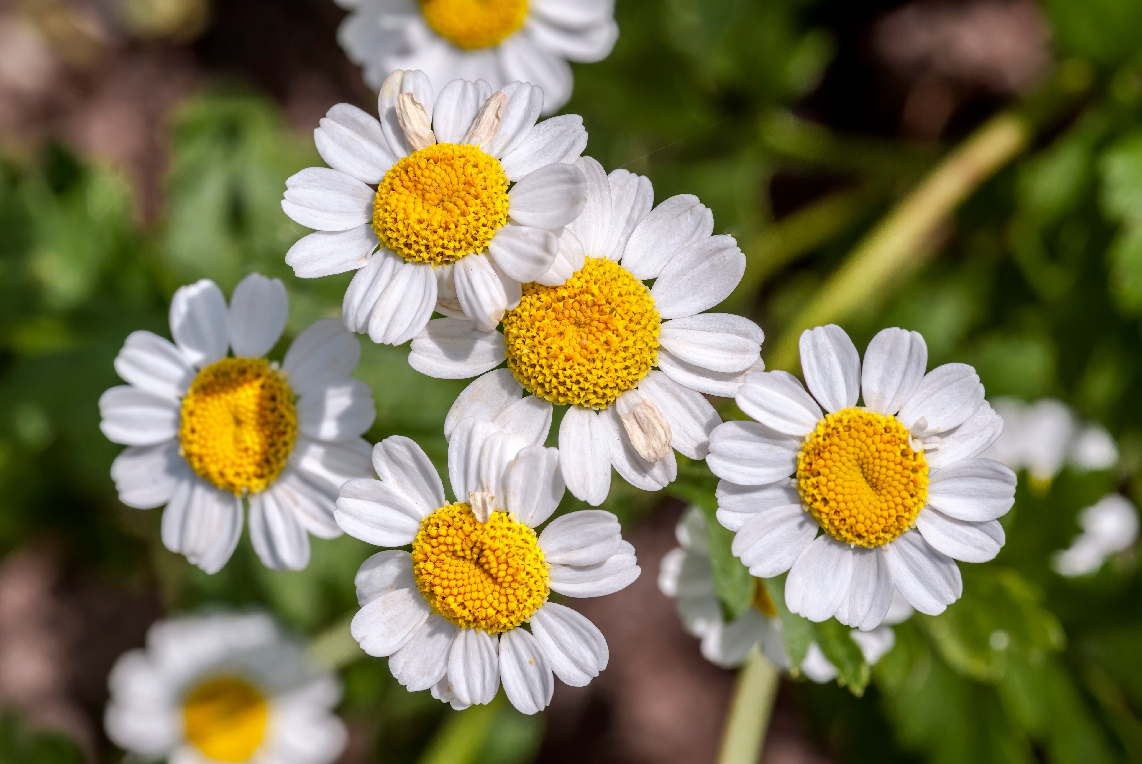 Seedville Feverfew