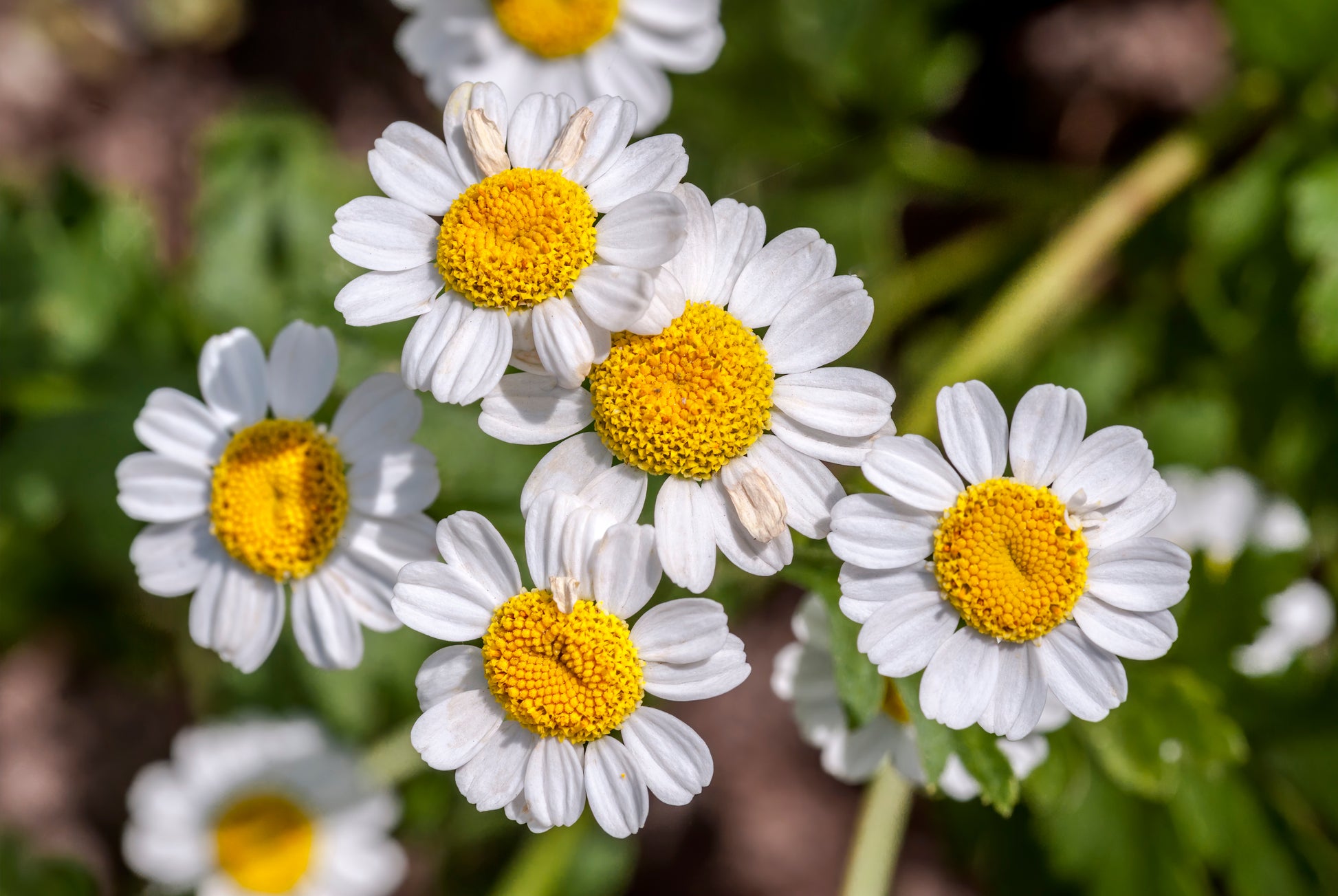 feverfew plant seeds 300 FEVERFEW Tanacetum Parthenium Herb Flower Seeds
