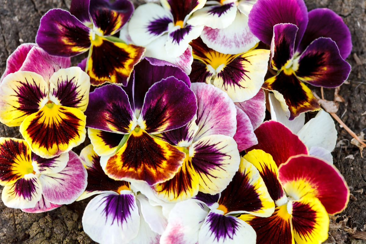 250 Mixed Colors SWISS GIANT PANSY Viola Wittrockiana Flower Seeds