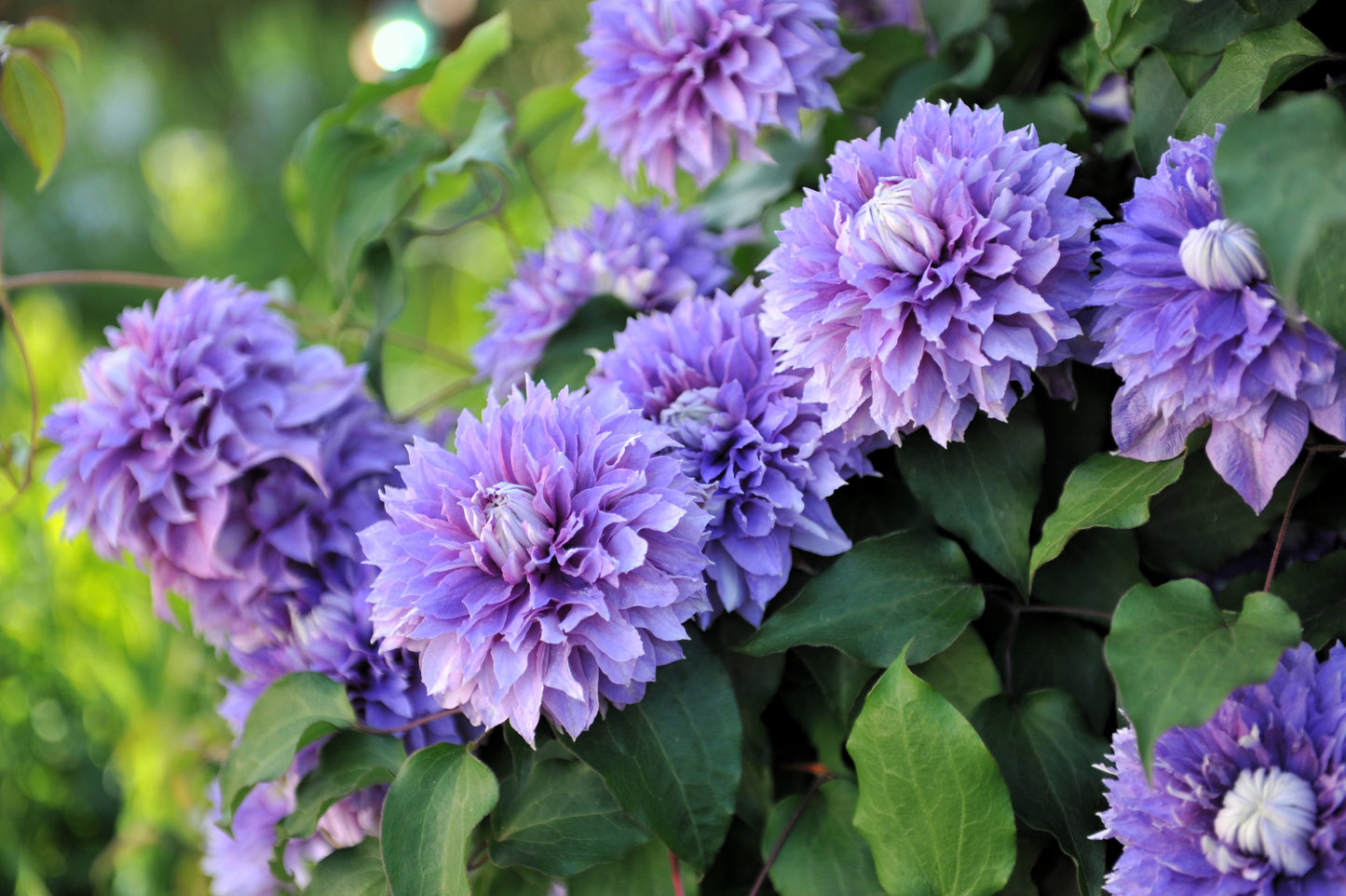 10 MIXED HYBRID CLEMATIS Hybrida Red Purple Pink Blue Bicolor Flower Vine Seeds