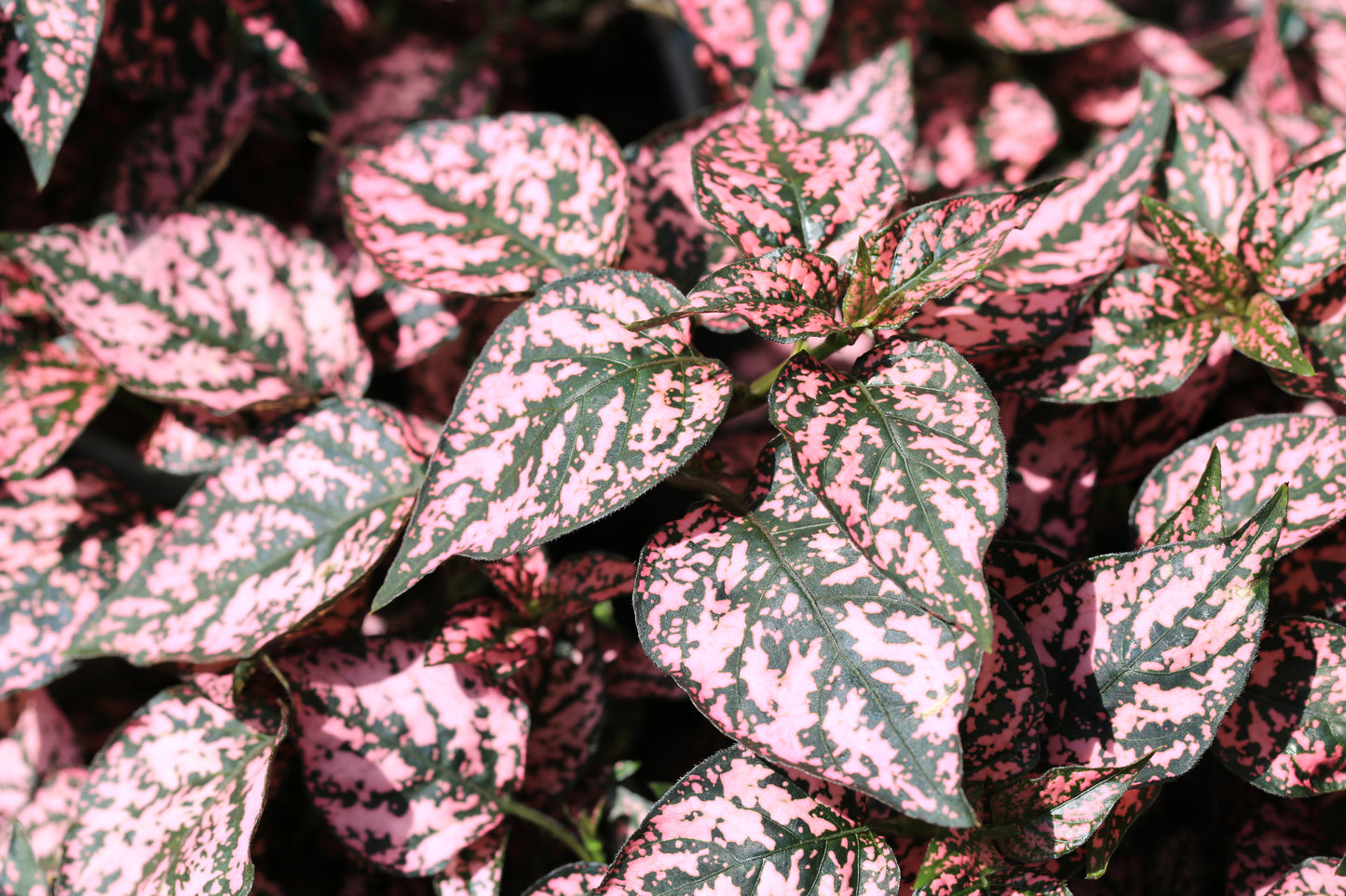 10 Dwarf PINK POLKA DOT PLANT Splash Select Hypoestes Phyllostachya Flower Houseplant Seeds