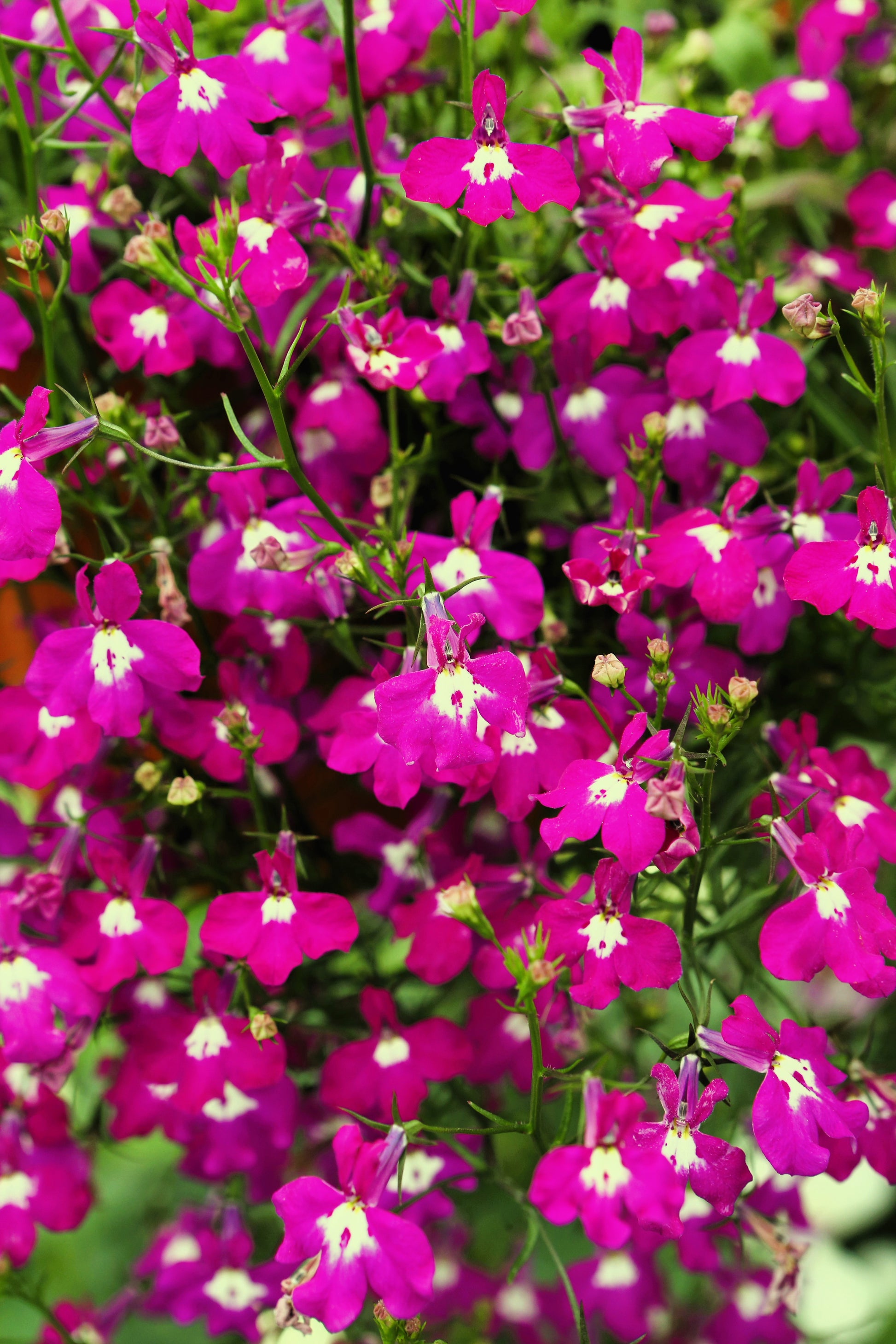 lobelia erinus plant 200 Red CRIMSON FOUNTAIN LOBELIA Erinus Trailing Flower Seeds