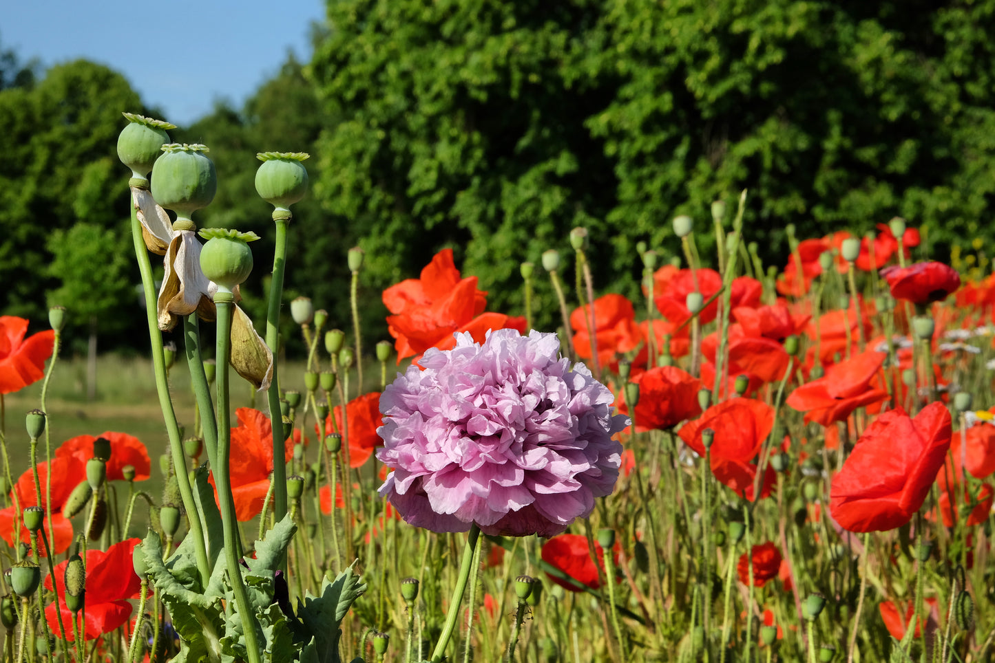 250 Organic PEONY POPPY MIX Papaver Paeoniflorum Mixed Colors Red, White, Pink, Black, Purple, Salmon, Bronze, Lilac, & Bicolor Flower Seeds