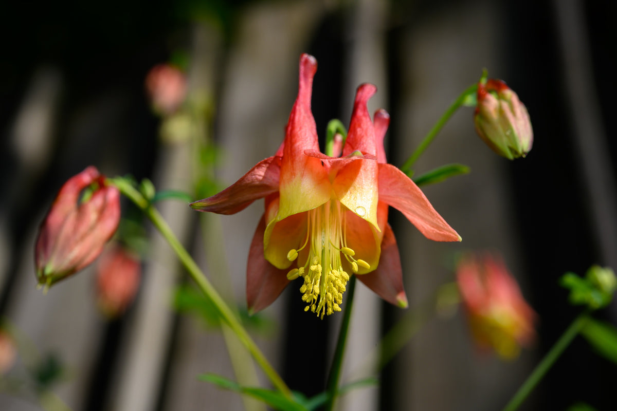 100 WILD / CANADIAN COLUMBINE Aquilegia Canadensis Red & Yellow Native Sun or Shade Flower Seeds