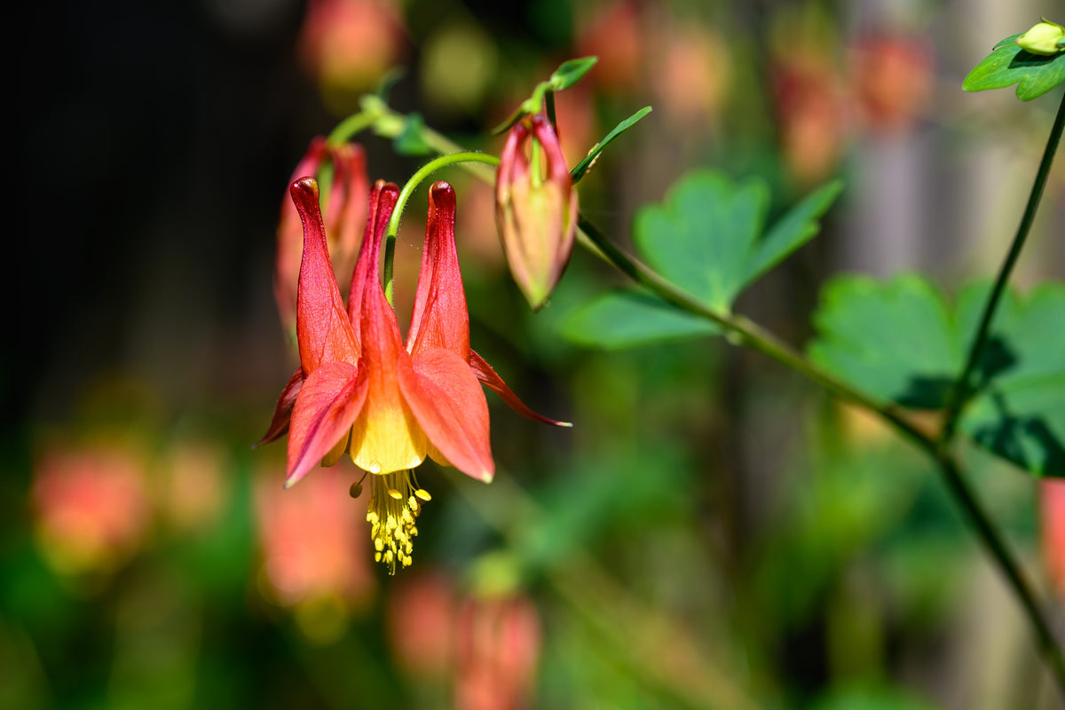 100 WILD / CANADIAN COLUMBINE Aquilegia Canadensis Red & Yellow Native Sun or Shade Flower Seeds
