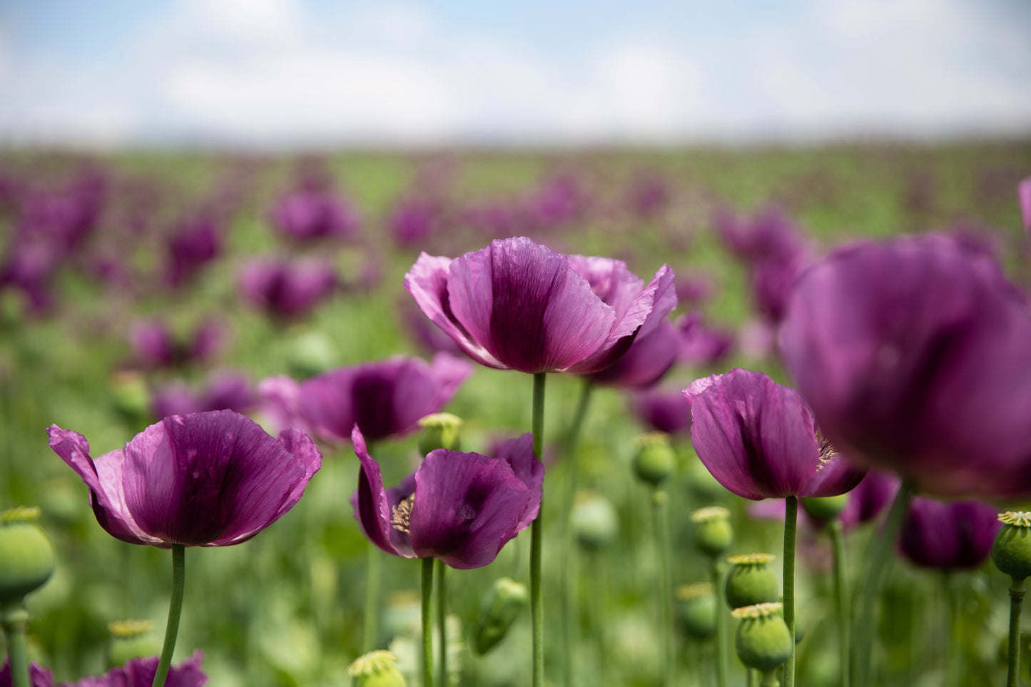 1000 HUNGARIAN BREADSEED POPPY Papaver Somniferum Purple Blue Flower Seeds