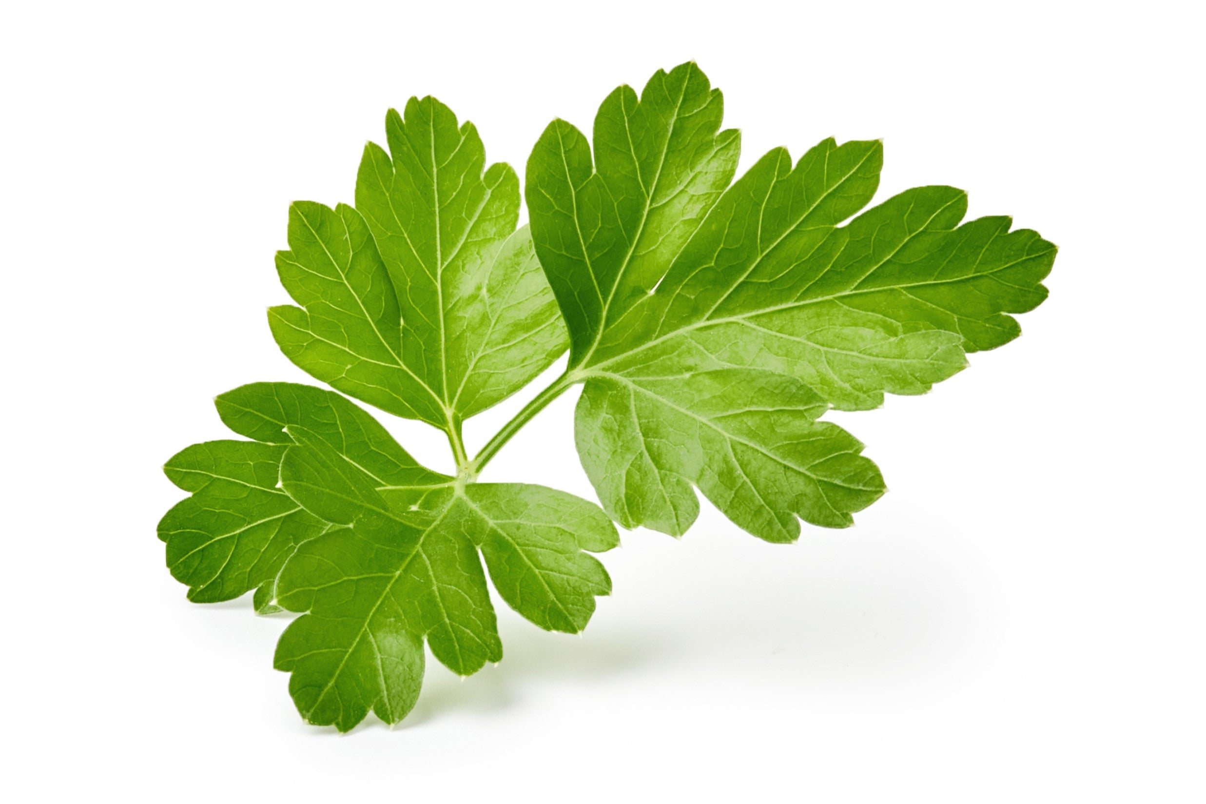 Giant Italian Flat Leaf Parsley - Thumbnail 3