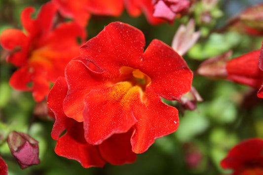 100 Twinkle RED MONKEY FLOWER Mimulus Seeds