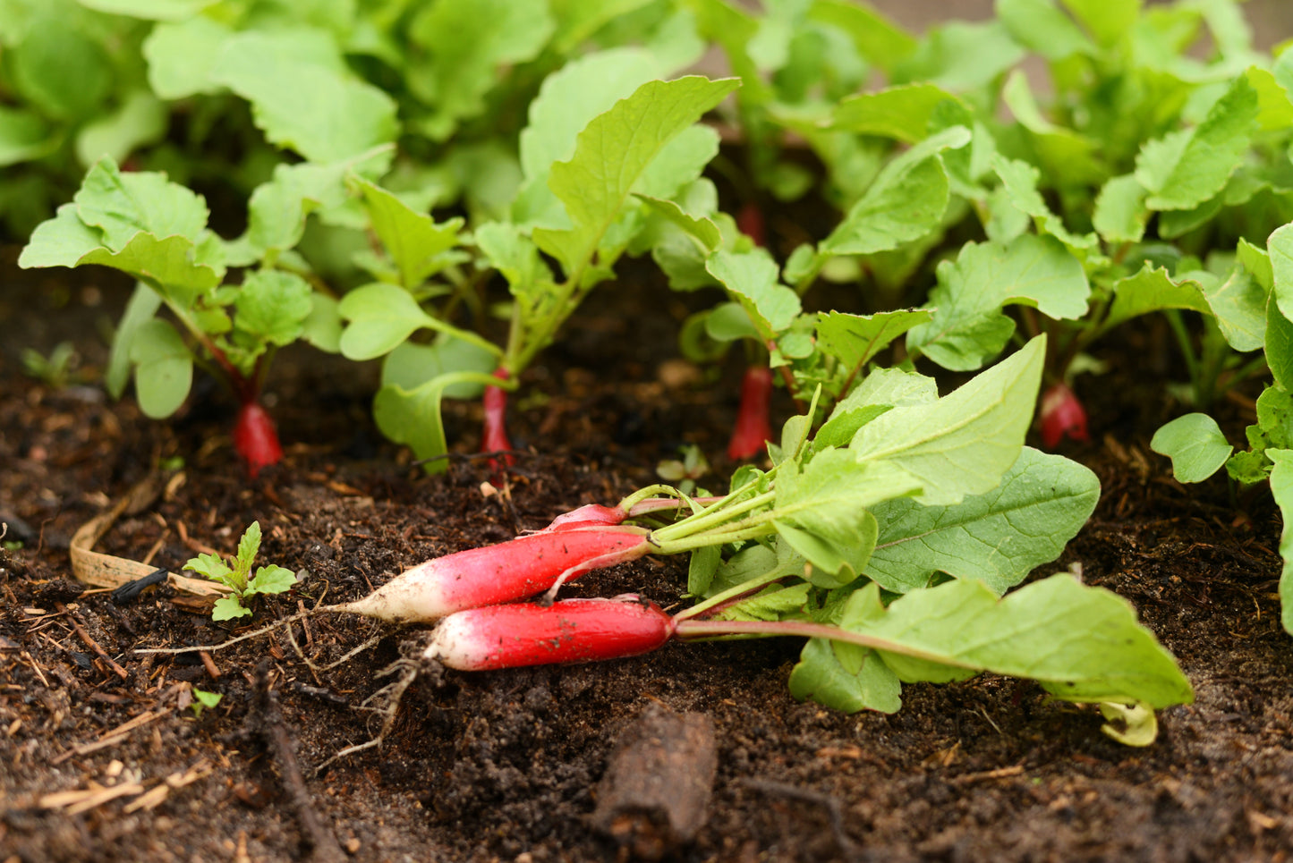 750 FRENCH BREAKFAST RADISH Raphanus Sativus Vegetable Seeds