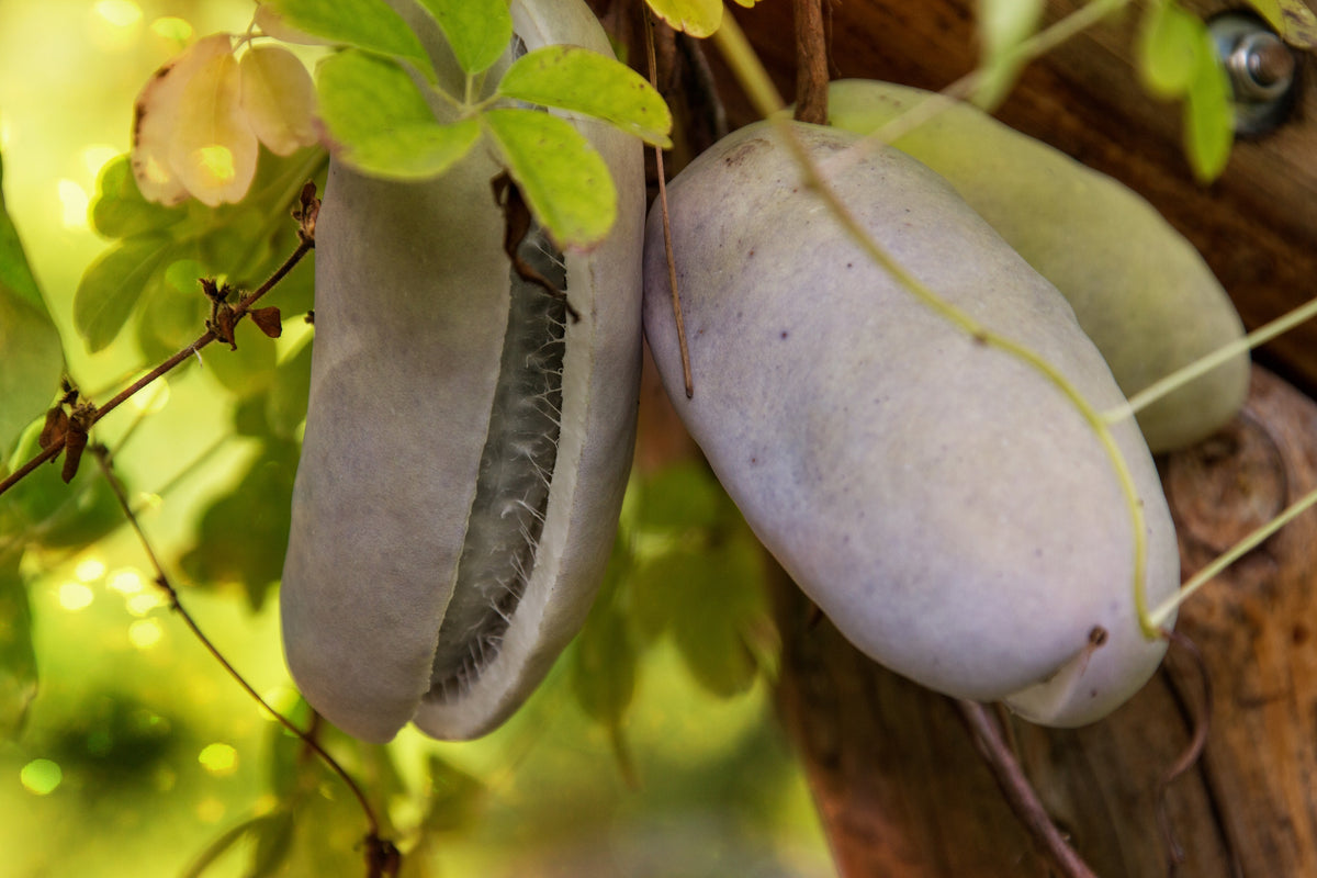100 - 1000 Bulk CHOCOLATE VINE Edible Fruit Akebia Quinata Fragrant Flower Seeds