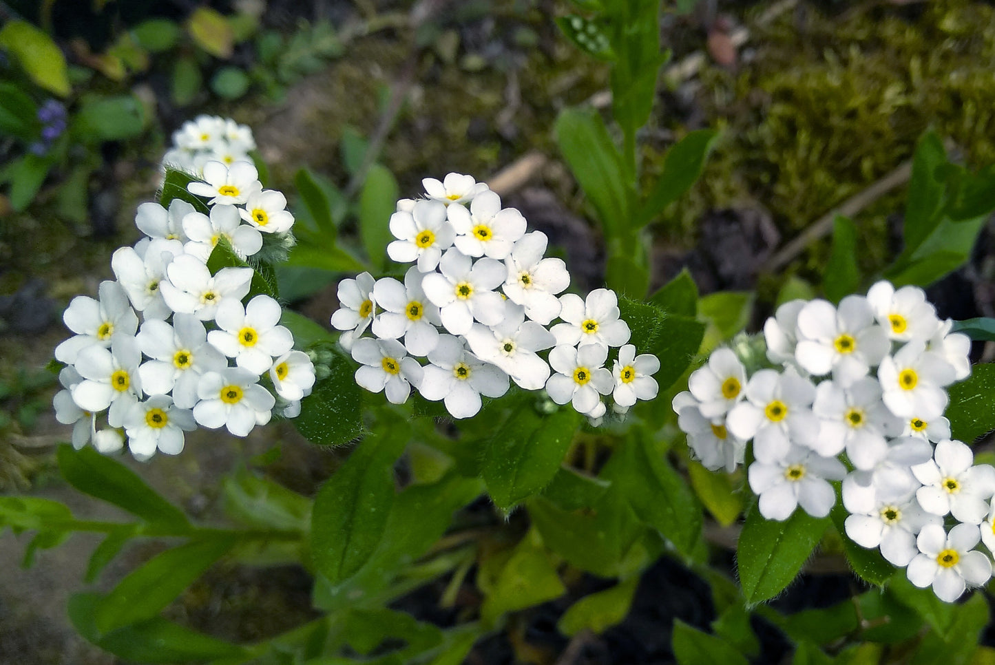 100 Victoria WHITE FORGET Me NOT Myosotis Alpestris Shade or Sun Flower Seeds