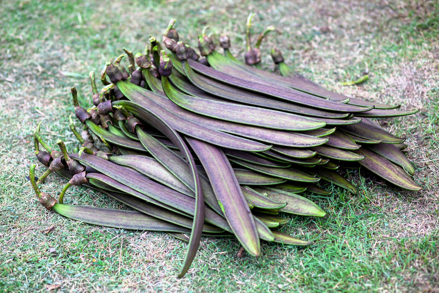 20 INDIAN TRUMPET Flower TREE (Midnight Horror / Broken Bones Plant / Tree of Damocles) Oroxylum Indicum Seeds