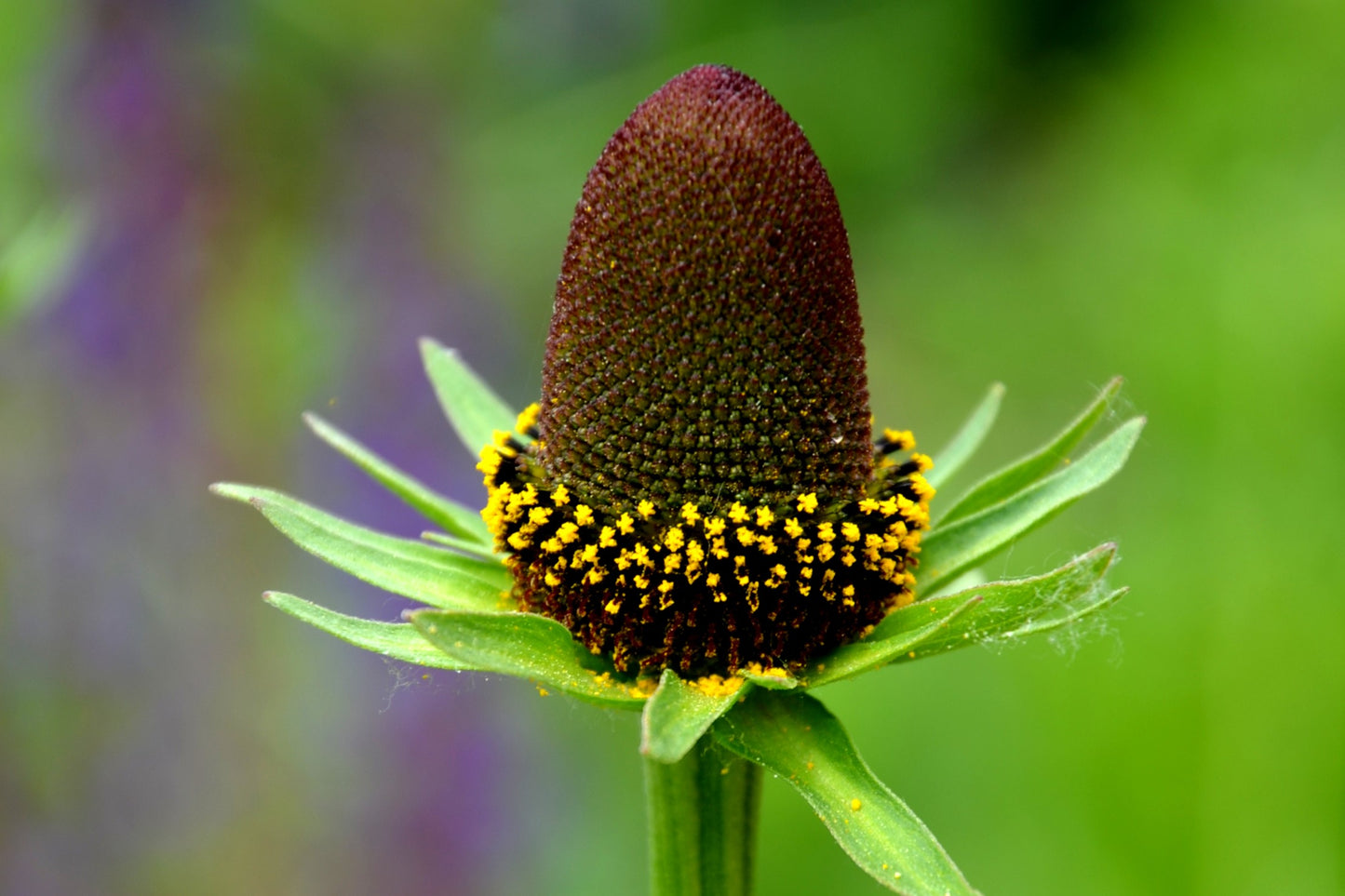 30 WESTERN CONEFLOWER Rudbeckia Occidentalis Green Wizard aka Rayless Naked Chocolate Black Flower Herb Seeds