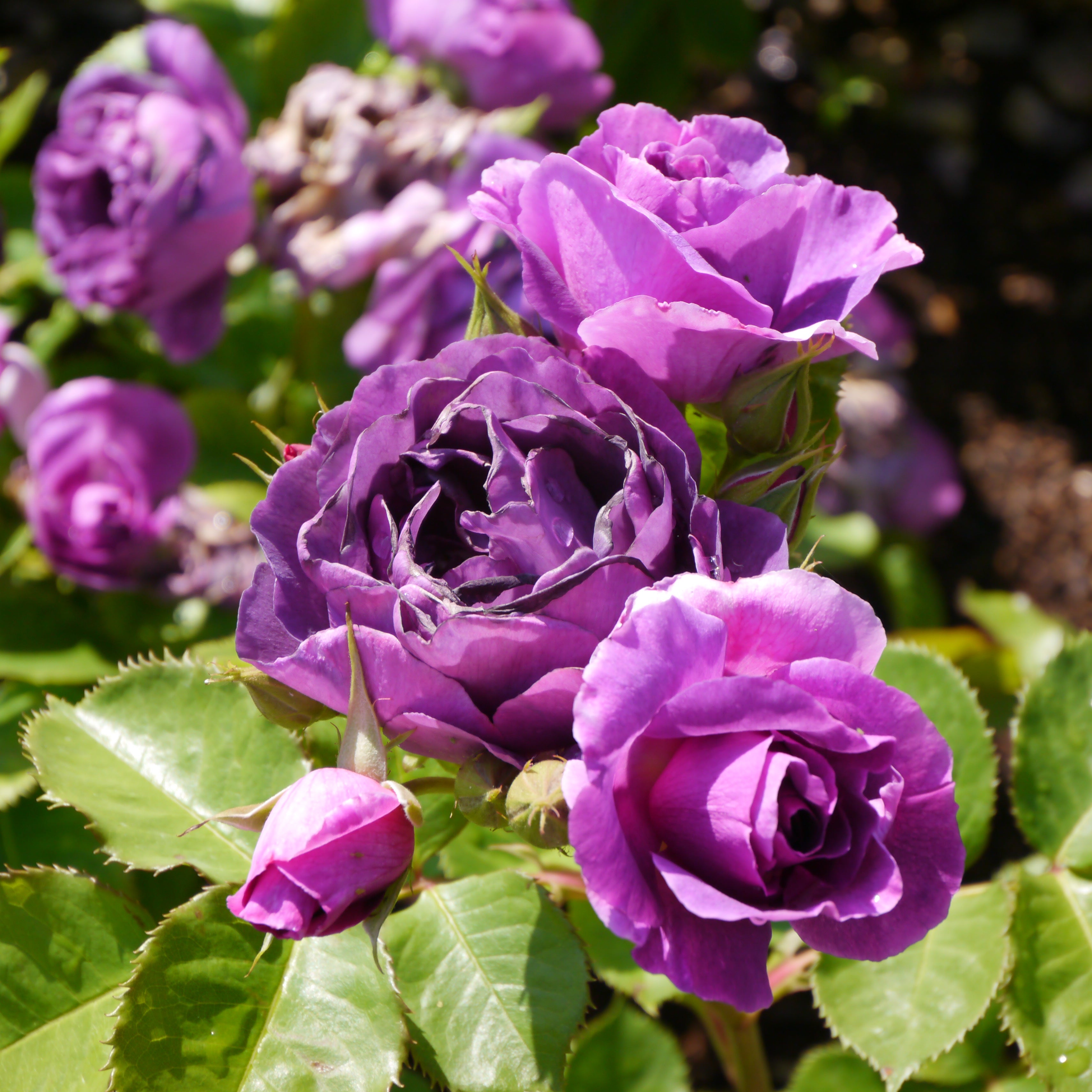 5 PURPLE CLIMBING ROSE Rosa Bush Vine Climber Fragrant Butterfly