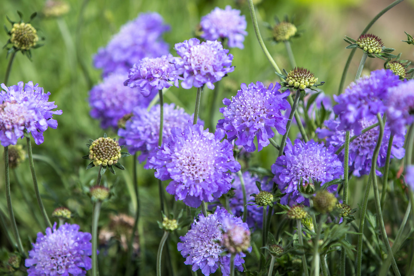 50 FINEST MIXED Colors SCABIOSA (Mourning Bride / Pin Cushion) Scabiosa Atropurpurea Flower Seeds