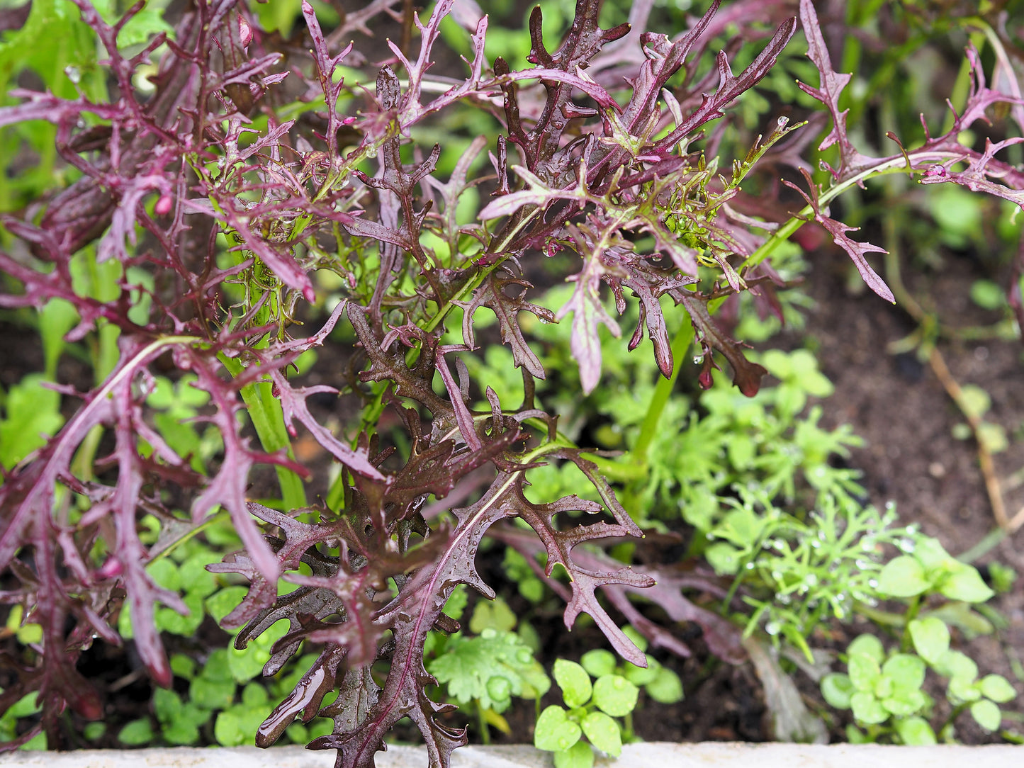 200 RED Streaked MIZUNA MUSTARD Japanese Greens Brassica Juncea Vegetable Seeds