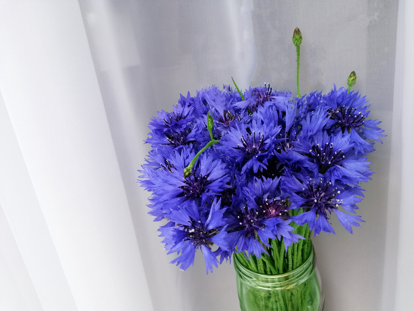 1000 Tall Blue BACHELOR'S BUTTON / CORNFLOWER Centaurea Cyanus Flower Seeds