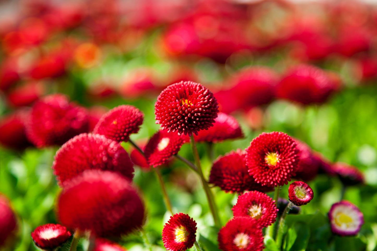 100 RED ENGLISH DAISY Bellis Perennis Double Flower Seeds