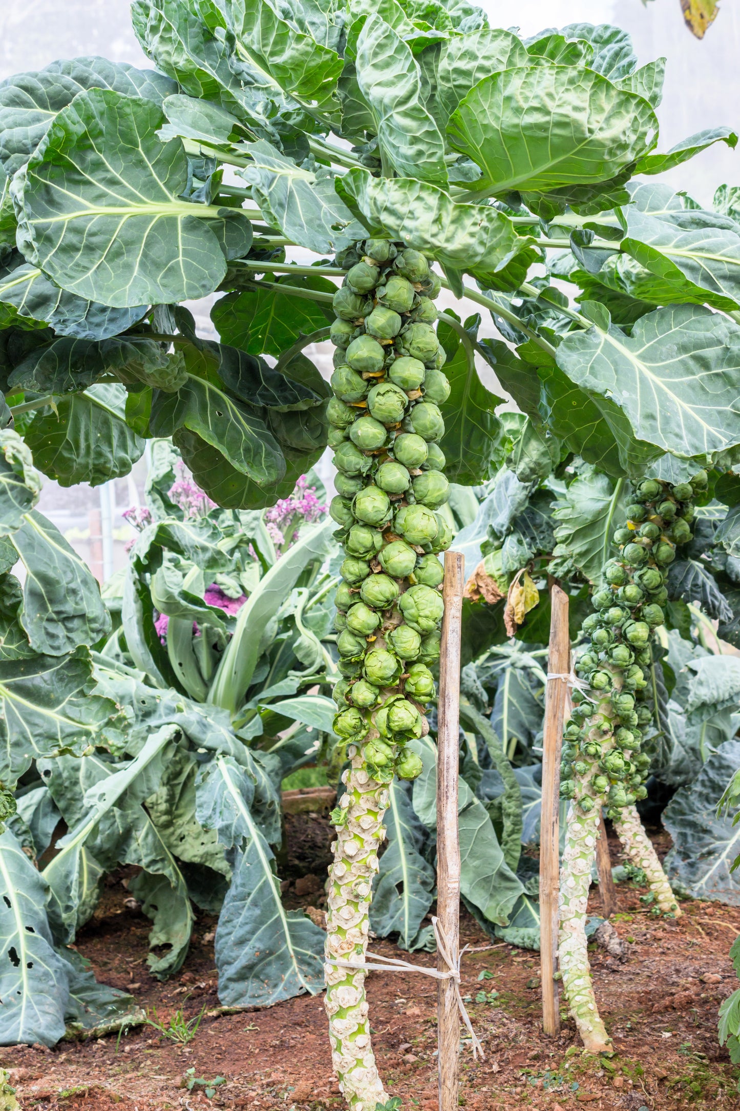 400 CATSKILL BRUSSEL SPROUT Sprouts Brassica Oleracea Vegetable Seeds