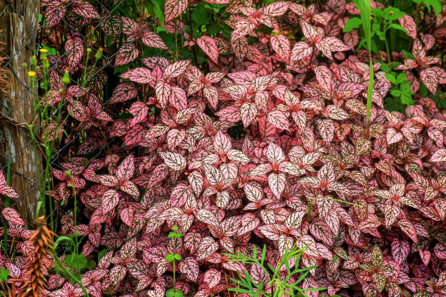 10 Dwarf PINK POLKA DOT PLANT Splash Select Hypoestes Phyllostachya Flower Houseplant Seeds