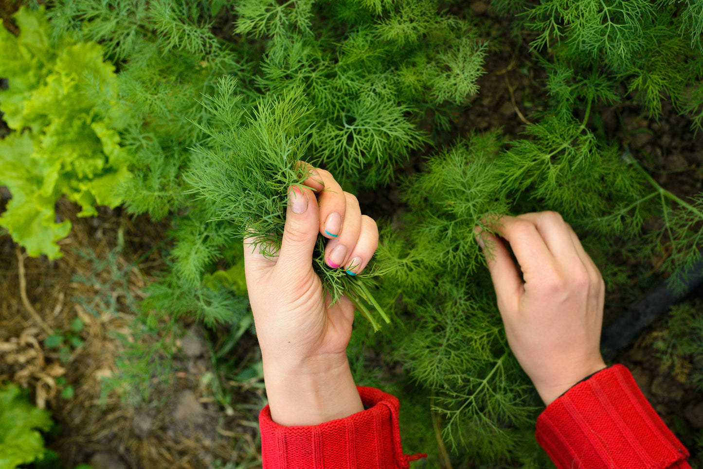 1500 DUKAT DILL Anethum Graveolens Sweet Heirloom European Herb Vegetable Seeds