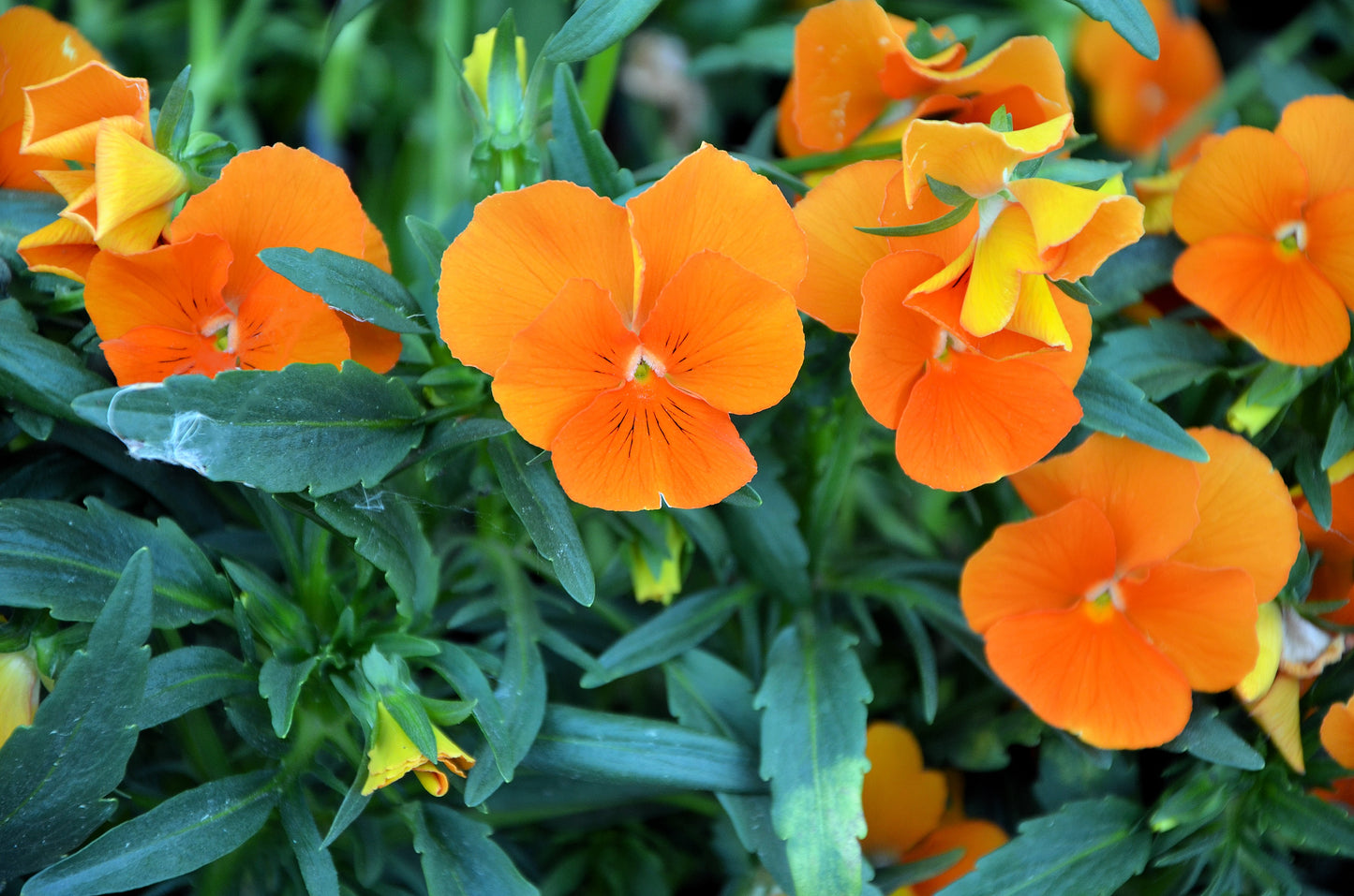 50 ORANGE SUN PANSY Swiss Giant Viola Wittrockiana Flower Seeds