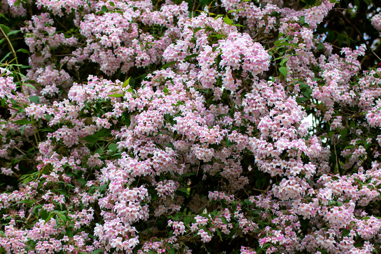 10 BEAUTY BUSH SHRUB Beautybush Kolkwitzia Amabilis Pink & White Flower Red Berry Seeds