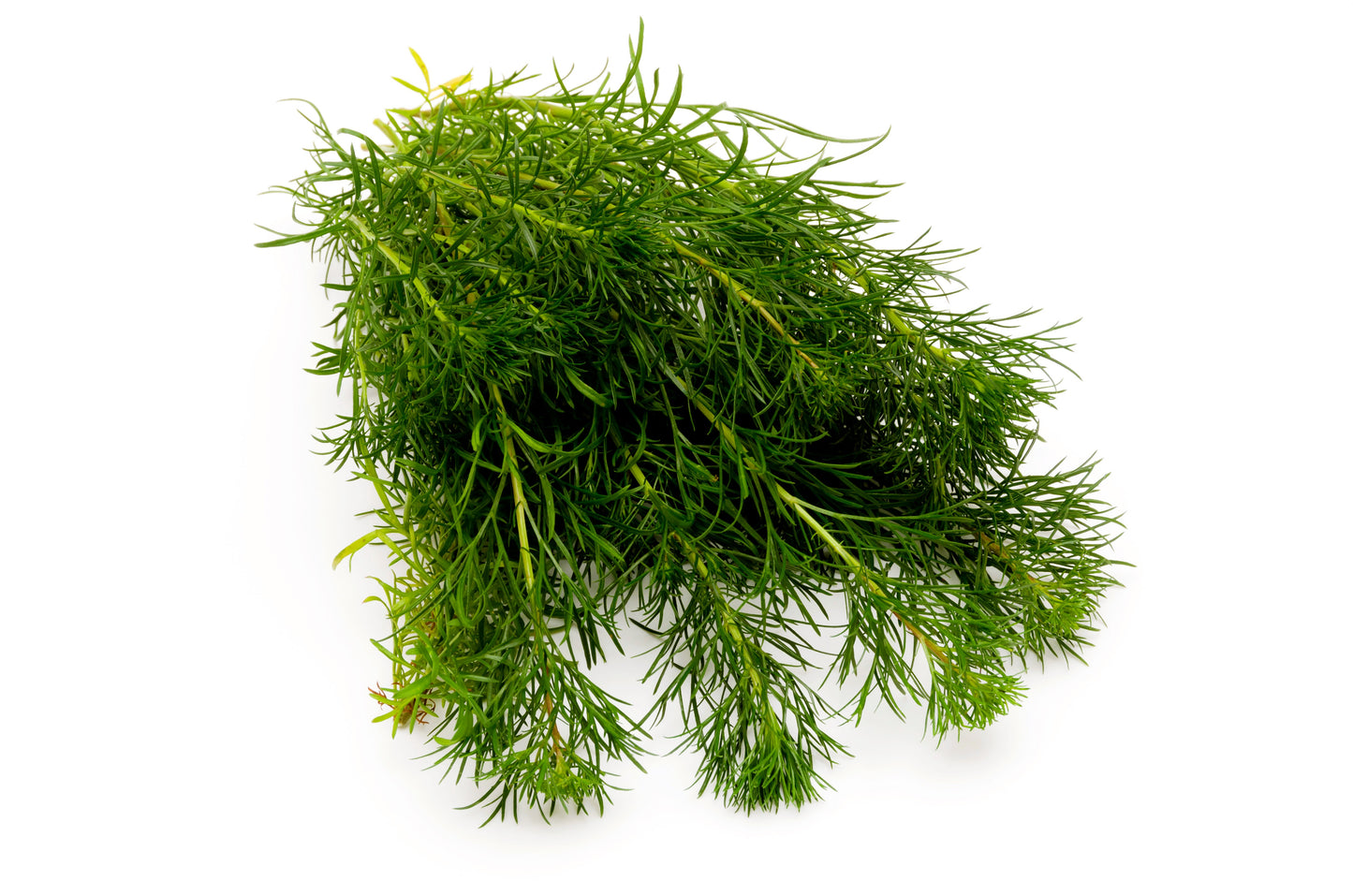 500 BEACH WORMWOOD Artemisia Campestris Caudata Silvermound Red Sagewort Herb Flower Seeds