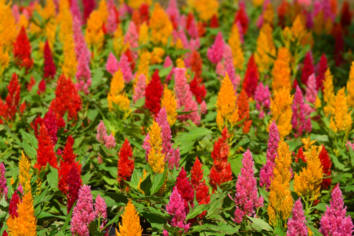 150 Mixed PAMPAS PLUMES COCKSCOMB Celosia Plumosa Flower Seeds