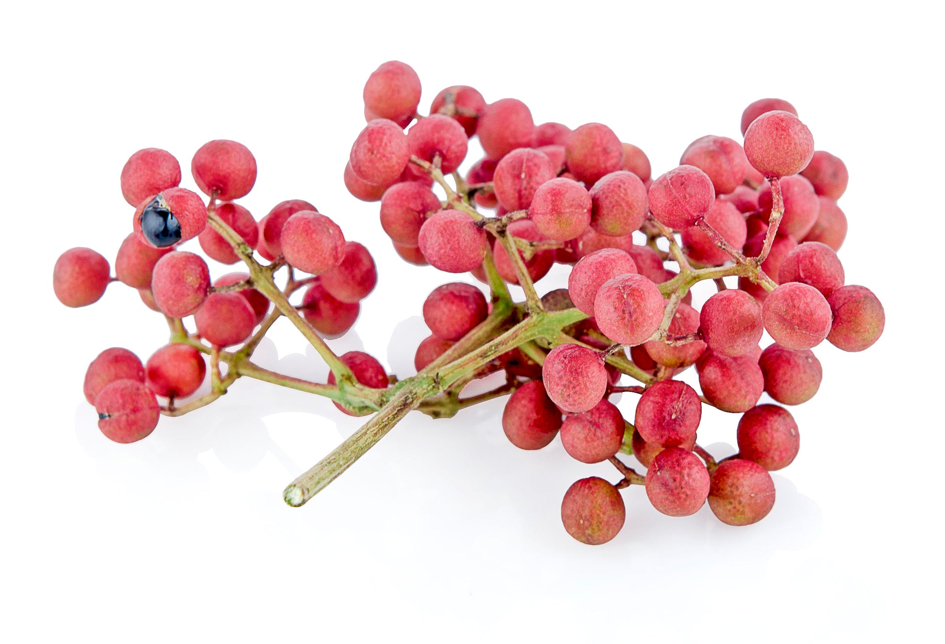 szechuan pepper plant seeds 25 SZECHUAN PEPPER Peppercorn Sichuan Szechwan Zanthoxylum Bungeanum S – Seedville USA
