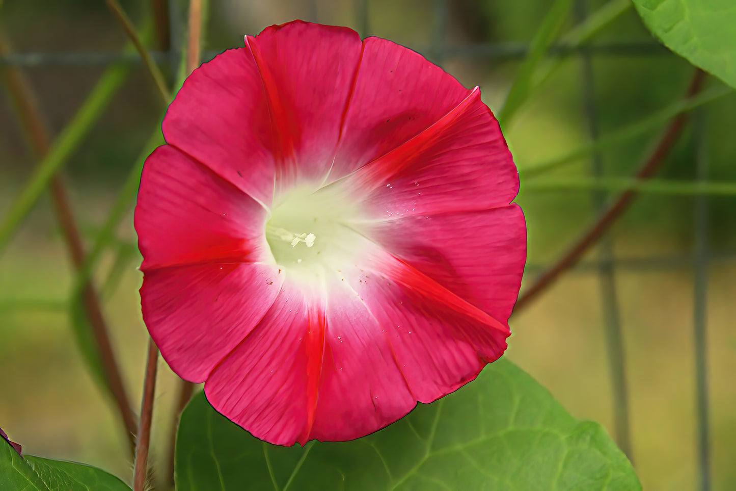 50 SCARLET O'Hara MORNING GLORY Red Ipomoea Nil Flower Vine Seeds