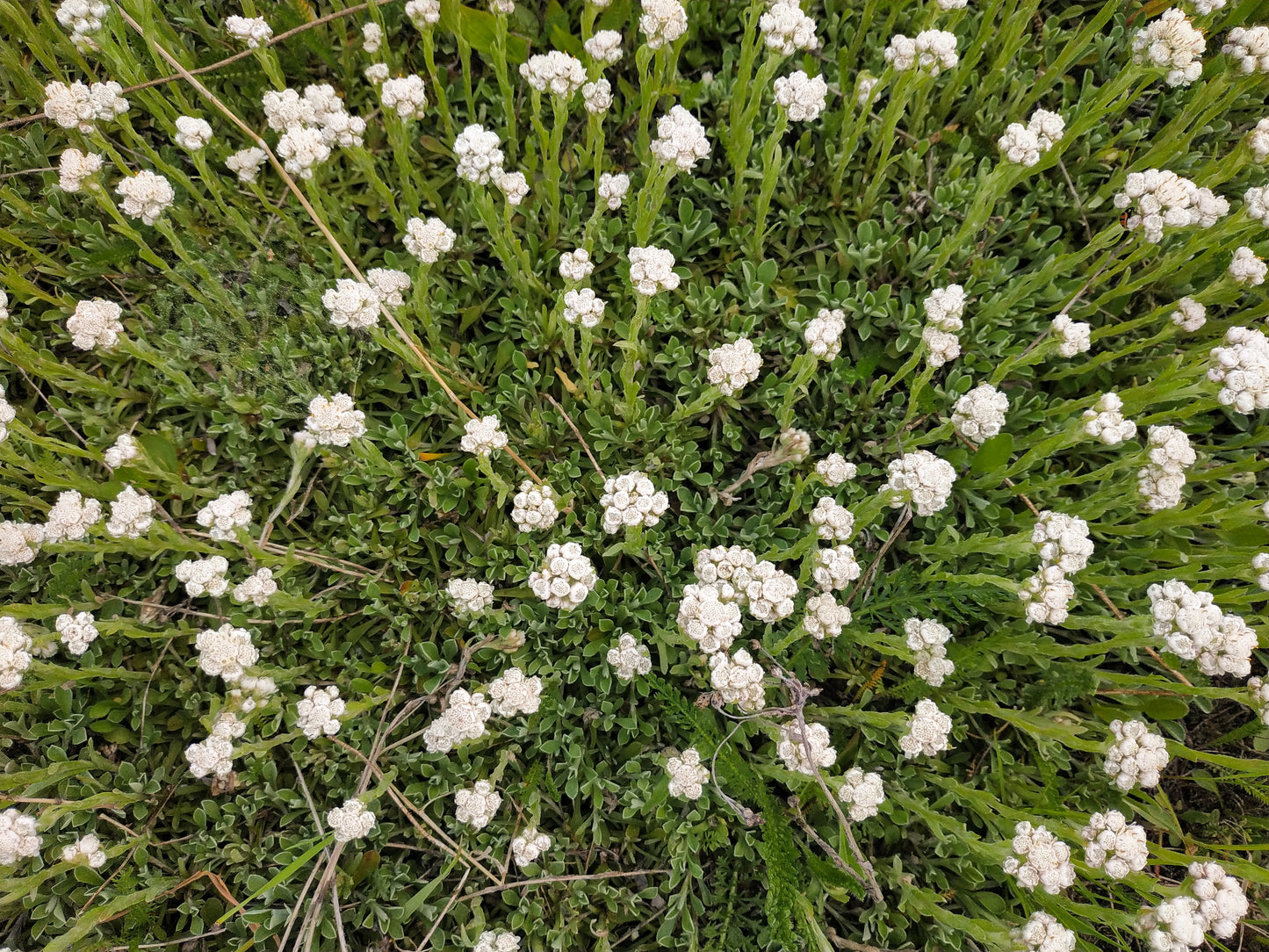 150 White PUSSYTOES Cats Paws Antennaria Flower Seeds