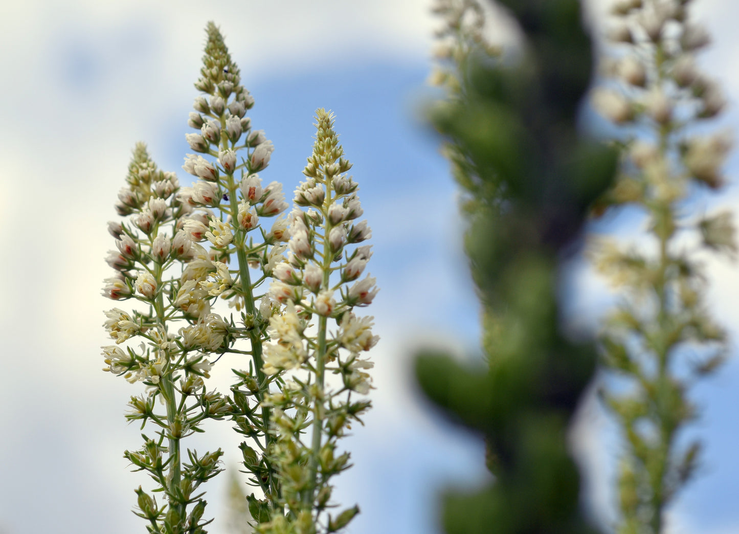 200 WHITE MIGNONETTE Reseda Alba Very FRAGRANT Flower Seeds