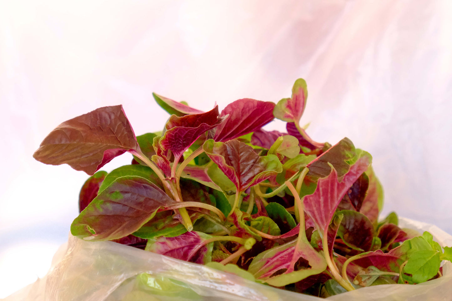 50 Organic RED AZTEC SPINACH Huauzontle Chenopodium Berlandieri Greens Vegetable Seeds