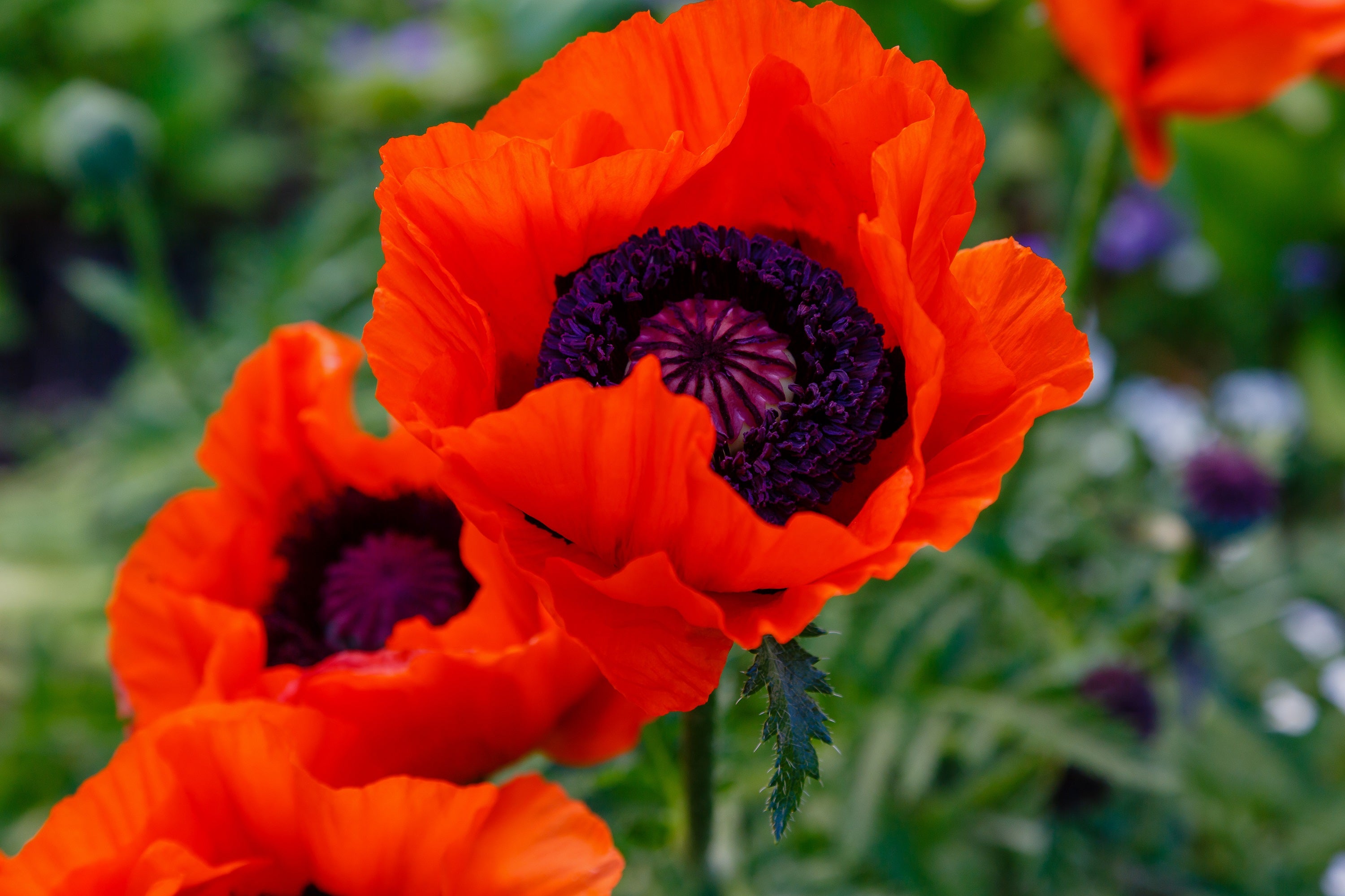 poppy✴︎ 500 ORIENTAL RED Mix POPPY Papaver Orientale Flower Seeds