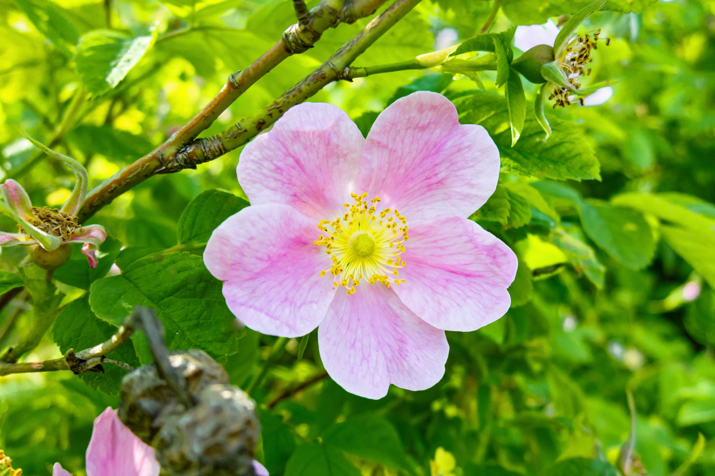 wood rose plant seeds 15 Pink WOOD'S ROSE Bush Mountain Rose Rosa Woodsii Fragrant Flower Seeds