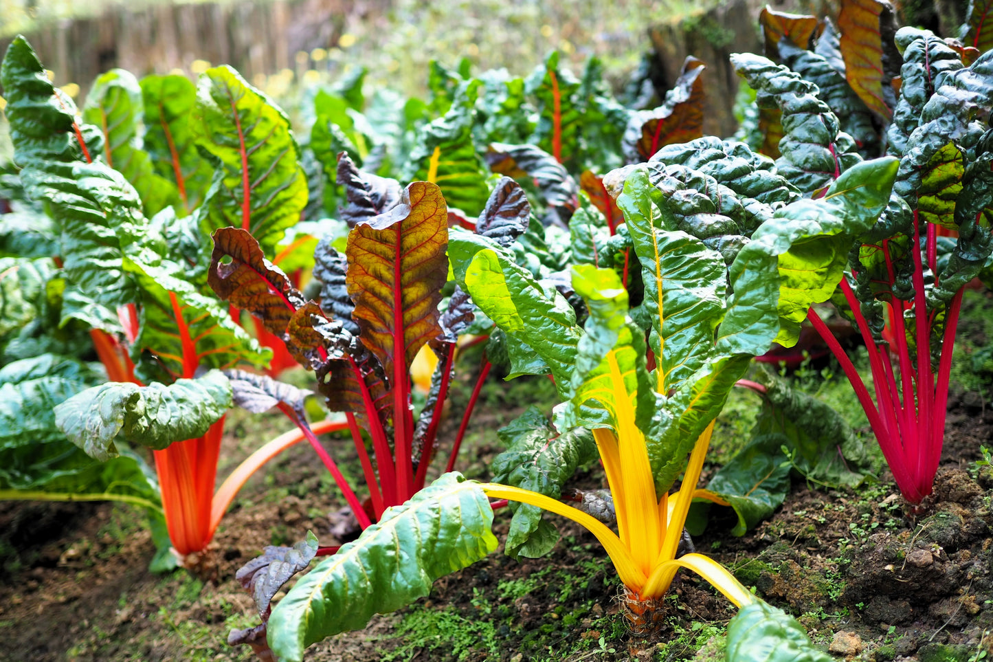 150 Mixed Colors NORTHERN LIGHTS  SWISS CHARD (Perpetual Spinach) Beta Vulgaris Cicla Vegetable Seeds