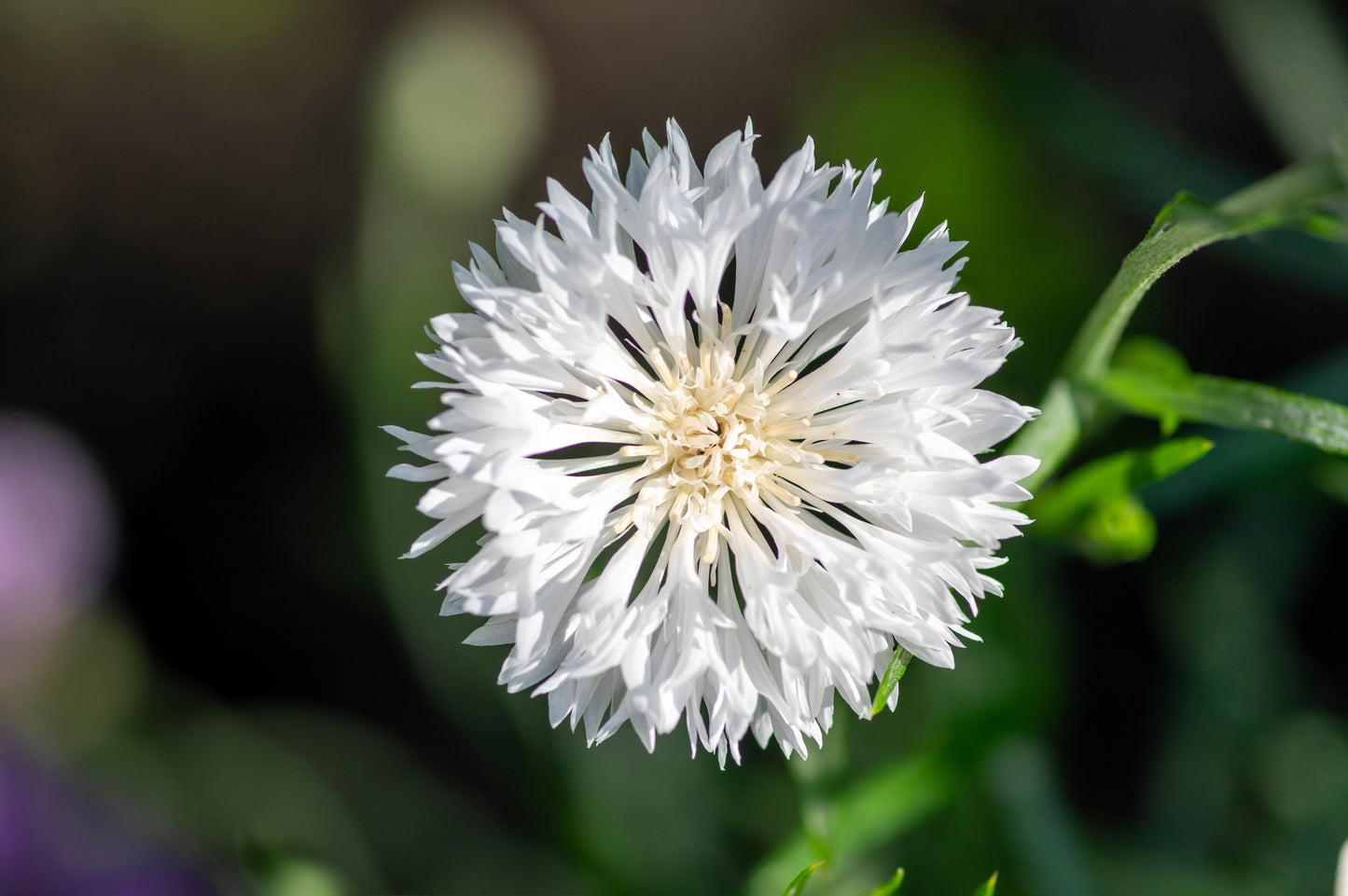 750 White BACHELOR'S BUTTON / CORNFLOWER Centaurea Cyanus Flower Seeds