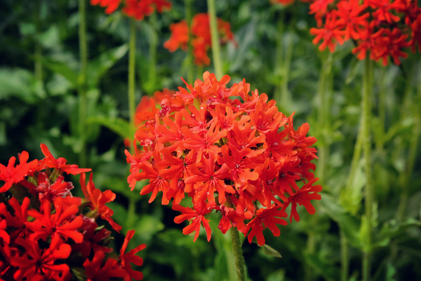 70 RED LYCHNIS Chalcedonica Campion Maltese Cross Flower Seeds