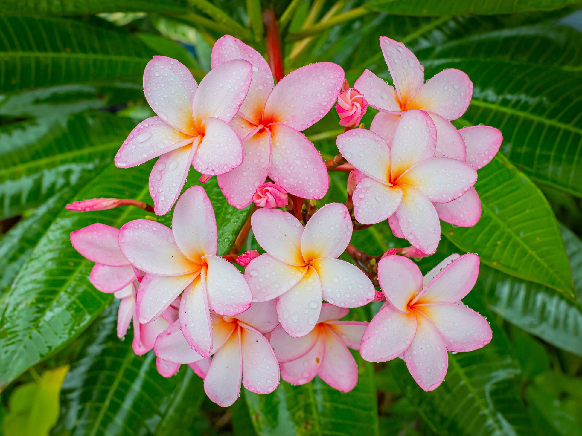 champa flower plant seeds 10 MIXED COLORS PLUMERIA Seeds